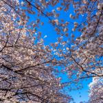 Когда цветет сакура и как проводят эти дни в Японии Ханами - фестиваль, посвященный наблюдению за цветением сакуры