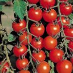 Сорта томатов сибирской селекции (с фото и описанием) Популярные семена помидор для открытого грунта