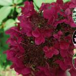 Гортензия крупнолистная — пышное украшение сада Гортензия wim s red описание