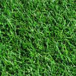 Как выбрать газонную траву: обзор газонных смесей, советы дачников, фото Травы для газона характеристика